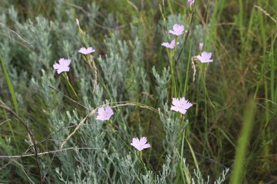Dianthus polymorphus, photographed by Dmitriy Bochkov