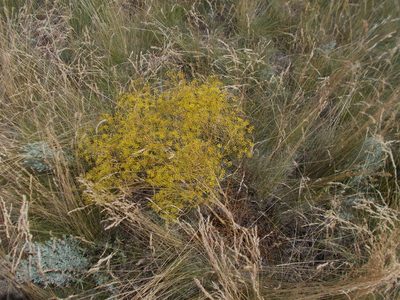 Ferula caspica, photographed by Dmitriy Bochkov