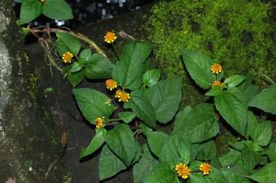 Acmella paniculata, photographed by Franz Anthony
