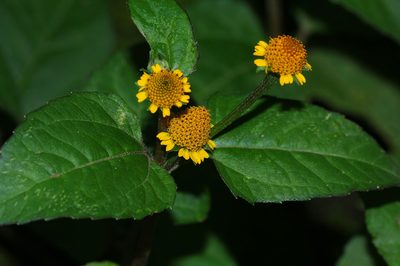 Acmella paniculata