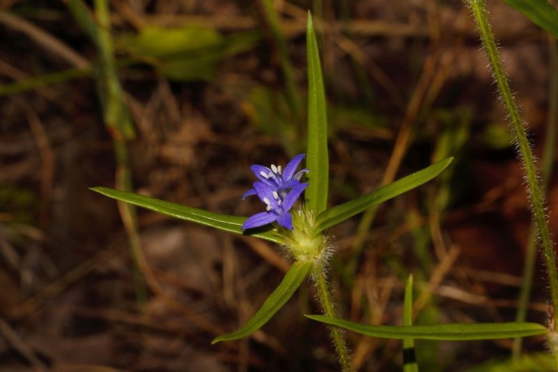 Spermacoce dibrachiata, photographed by i_c_riddell