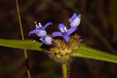 Spermacoce dibrachiata, photographed by i_c_riddell