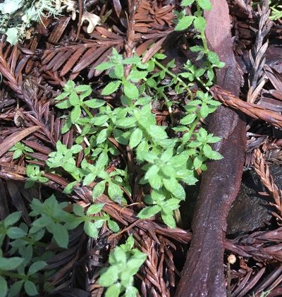 Galium californicum, photographed by Barbara Banfield