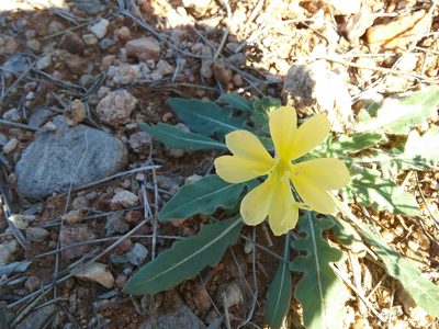 Oenothera primiveris, photographed by Katie Halter
