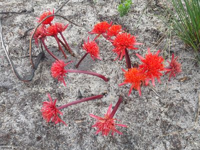 Haemanthus canaliculatus, photographed by Chris Vynbos