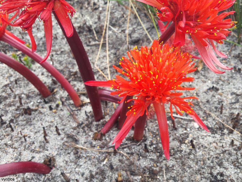 Haemanthus canaliculatus, photographed by Chris Vynbos