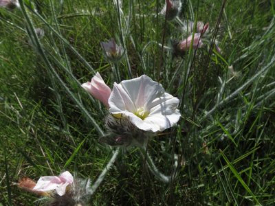 Convolvulus lanuginosus, photographed by Donald Hobern