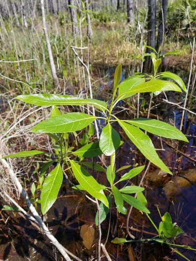 Leitneria floridana, photographed by Scott Allen Davis