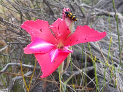 Gladiolus carmineus, photographed by Chris Vynbos