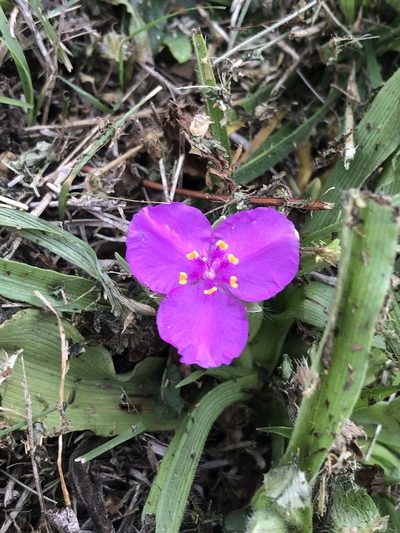 Tradescantia humilis, photographed by Sophia K