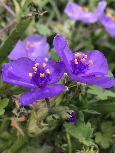 Tradescantia humilis, photographed by Sophia K