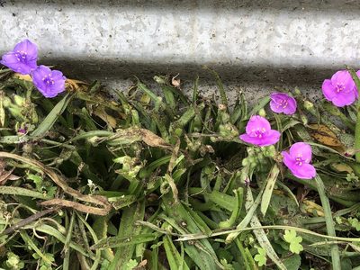 Tradescantia humilis, photographed by Sophia K