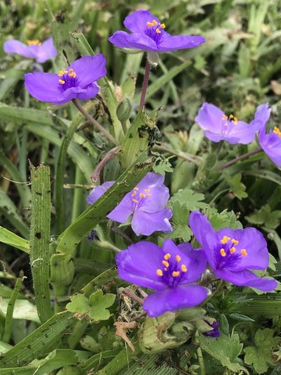 Tradescantia humilis, photographed by Sophia K