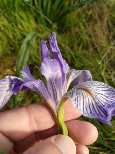 Iris longipetala, photographed by rockybajada