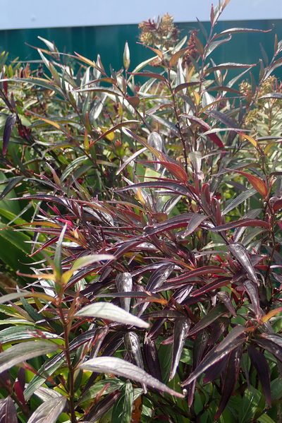 Strobilanthes anisophylla, photographed by Peter de Lange