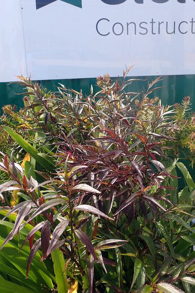 Strobilanthes anisophylla, photographed by Peter de Lange
