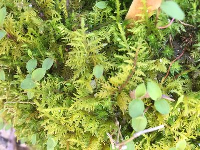 Thuidium recognitum, photographed by Ken Kneidel