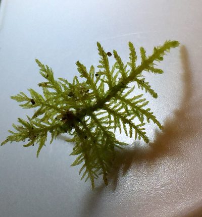 Thuidium recognitum, photographed by Ken Kneidel