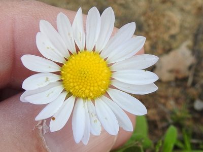 Astranthium ciliatum, photographed by Sam Kieschnick