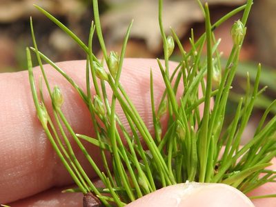 Isolepis carinata, photographed by Sam Kieschnick