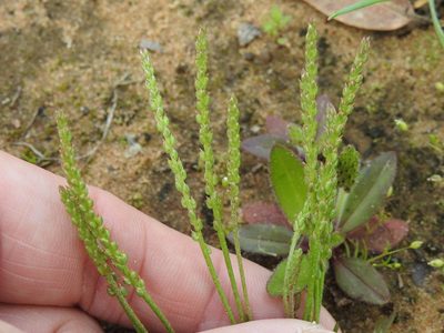 Plantago heterophylla, photographed by Sam Kieschnick