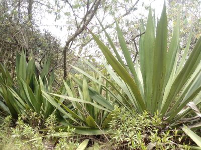 Furcraea cabuya, photographed by Andrés Ramírez-Barrera