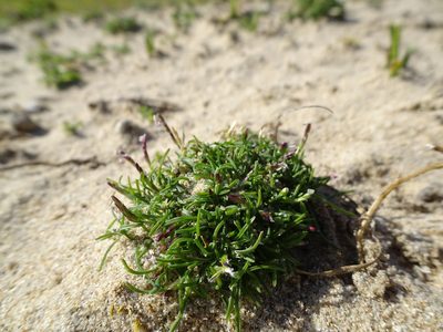 Mibora minima, photographed by Robert H. Wardell