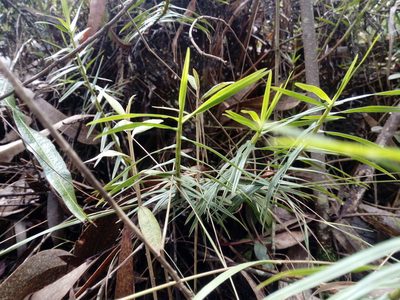 Maxillaria graminifolia, photographed by Andrés Ramírez-Barrera