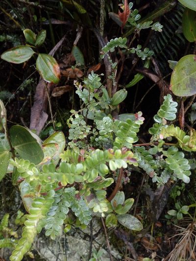 Weinmannia fagaroides, photographed by Andrés Ramírez-Barrera