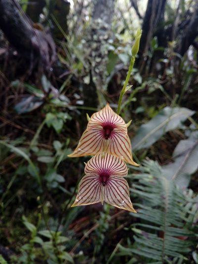 Telipogon nervosus, photographed by Andrés Ramírez-Barrera