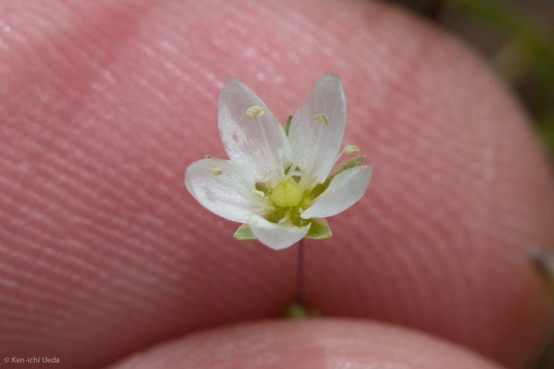 Sabulina californica, photographed by Ken-ichi Ueda