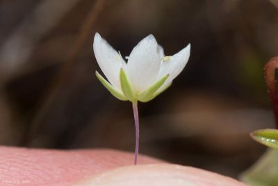 Sabulina californica, photographed by Ken-ichi Ueda