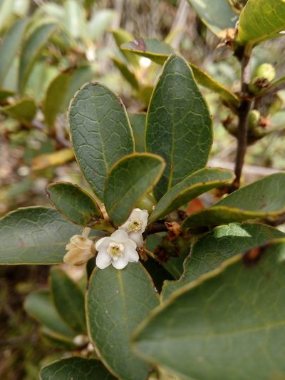 Symplocos theiformis, photographed by Andrés Ramírez-Barrera