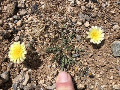 Malacothrix fendleri, photographed by CK2AZ