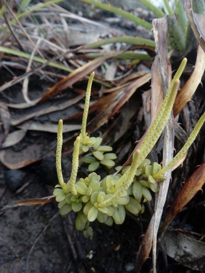 Peperomia hartwegiana, photographed by Andrés Ramírez-Barrera