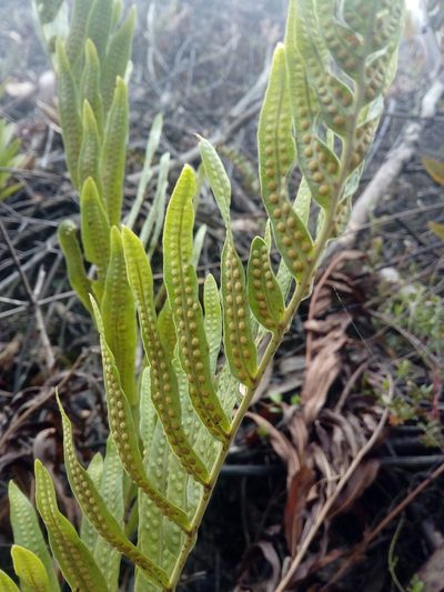Serpocaulon sessilifolium, photographed by Andrés Ramírez-Barrera