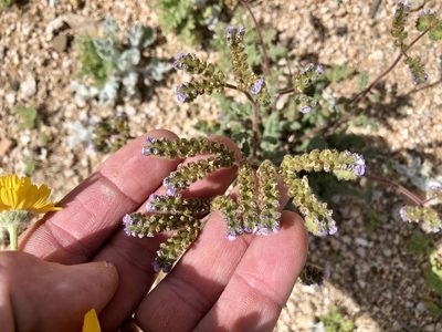 Phacelia coerulea, photographed by CK2AZ