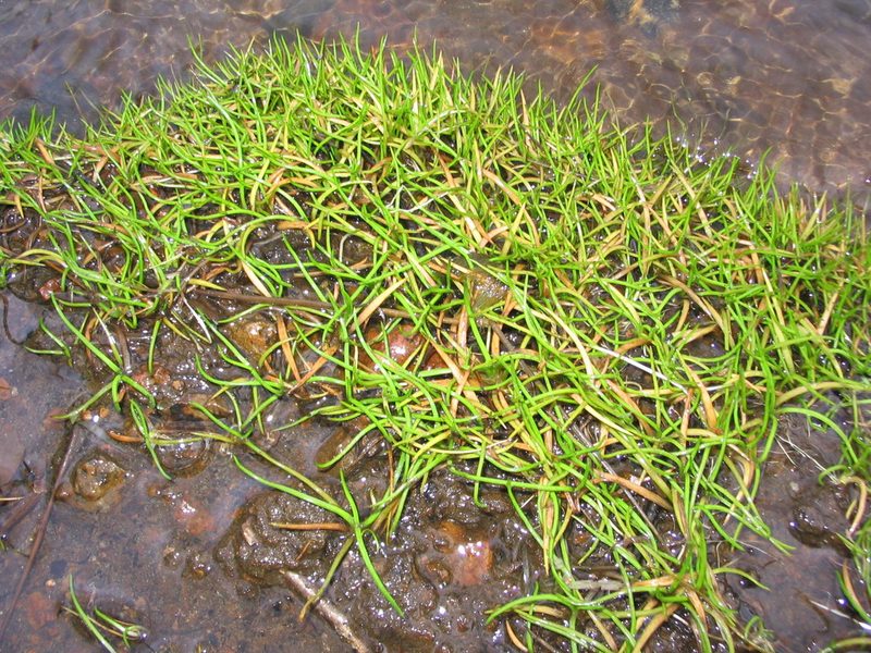 Littorella americana, photographed by Allan Harris