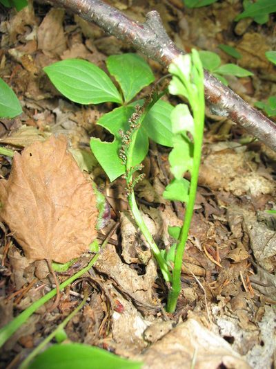 Botrychium minganense, photographed by Allan Harris