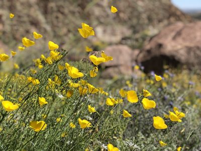 Eschscholzia parishii, photographed by JT Tomaschke