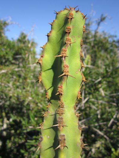 Euphorbia caerulescens, photographed by Samuel Brown