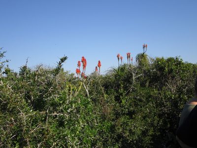 Aloe pluridens, photographed by Samuel Brown