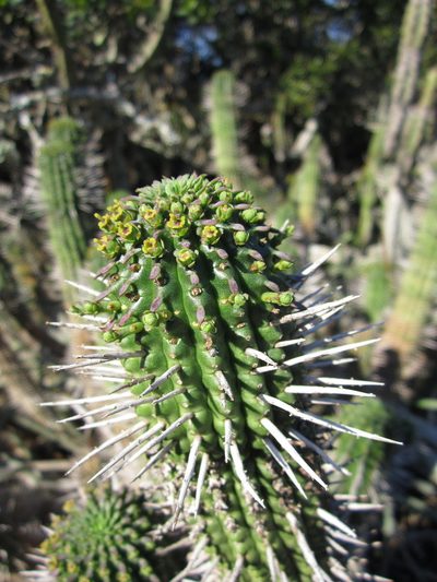 Euphorbia mammillaris, photographed by Samuel Brown