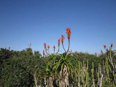 Aloe pluridens, photographed by Samuel Brown