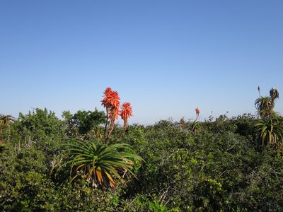 Aloe pluridens, photographed by Samuel Brown