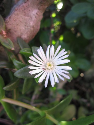 Delosperma ecklonis, photographed by Samuel Brown