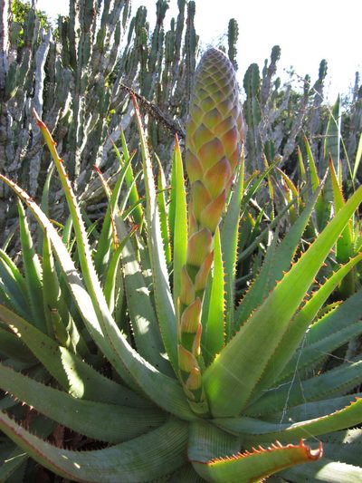 Aloe lineata, photographed by Samuel Brown