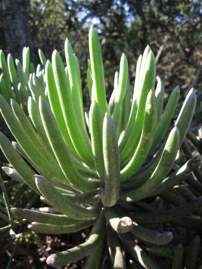 Caputia pyramidata, photographed by Samuel Brown