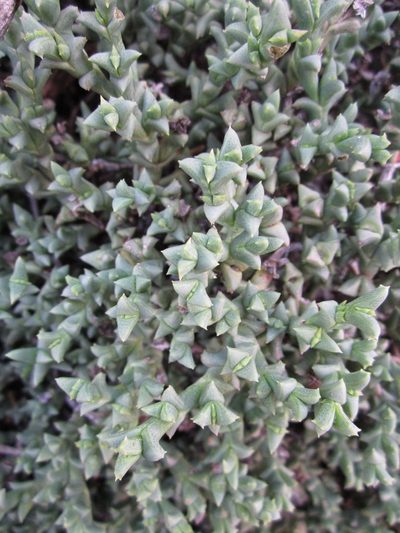 Ruschia depressa, photographed by Samuel Brown