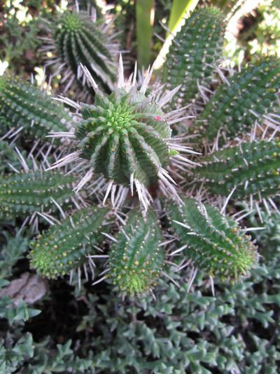 Euphorbia mammillaris, photographed by Samuel Brown